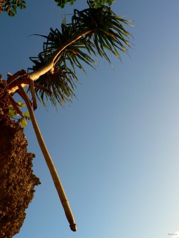 140- Le pandanus a de grandes racines 